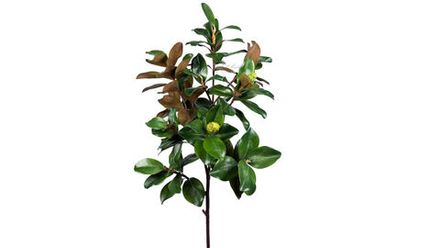 Ветка магнолии Premium с плодами 155 см