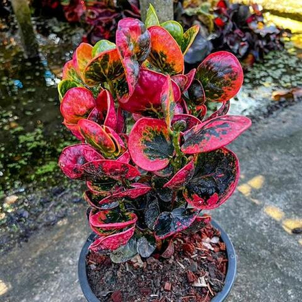 Кротон PHET TA MAEW