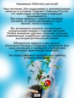 Княжик Мой Ангел клематис неукрывной