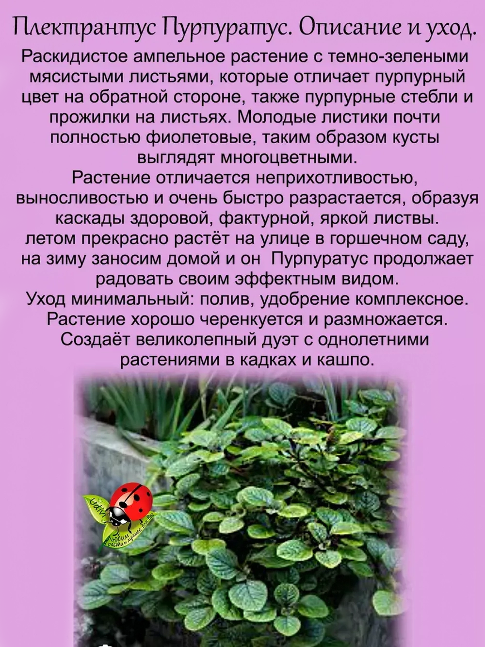 Плектрантус Пурпуратус ампельный