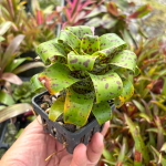 Врезия racinae