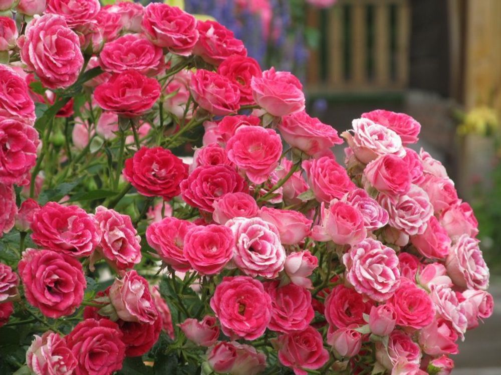 Шоне Кобленцерин (Schone Koblenzerin)