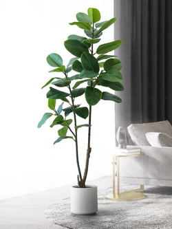 Фикус эластика зеленый 170 см.