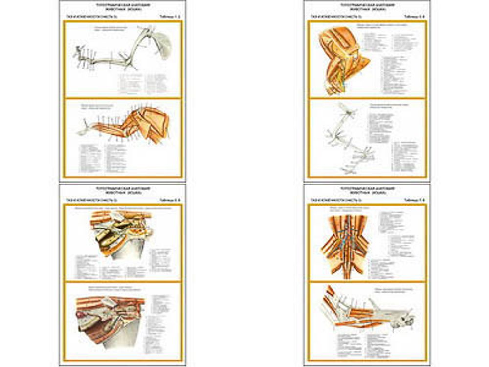 Плакаты ПРОФТЕХ &quot;Топограф. анатомия. Кошка. Таз и конеч.&quot; (4 пл, винил, 70х100)