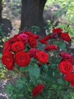 Роза флорибунда Таманго