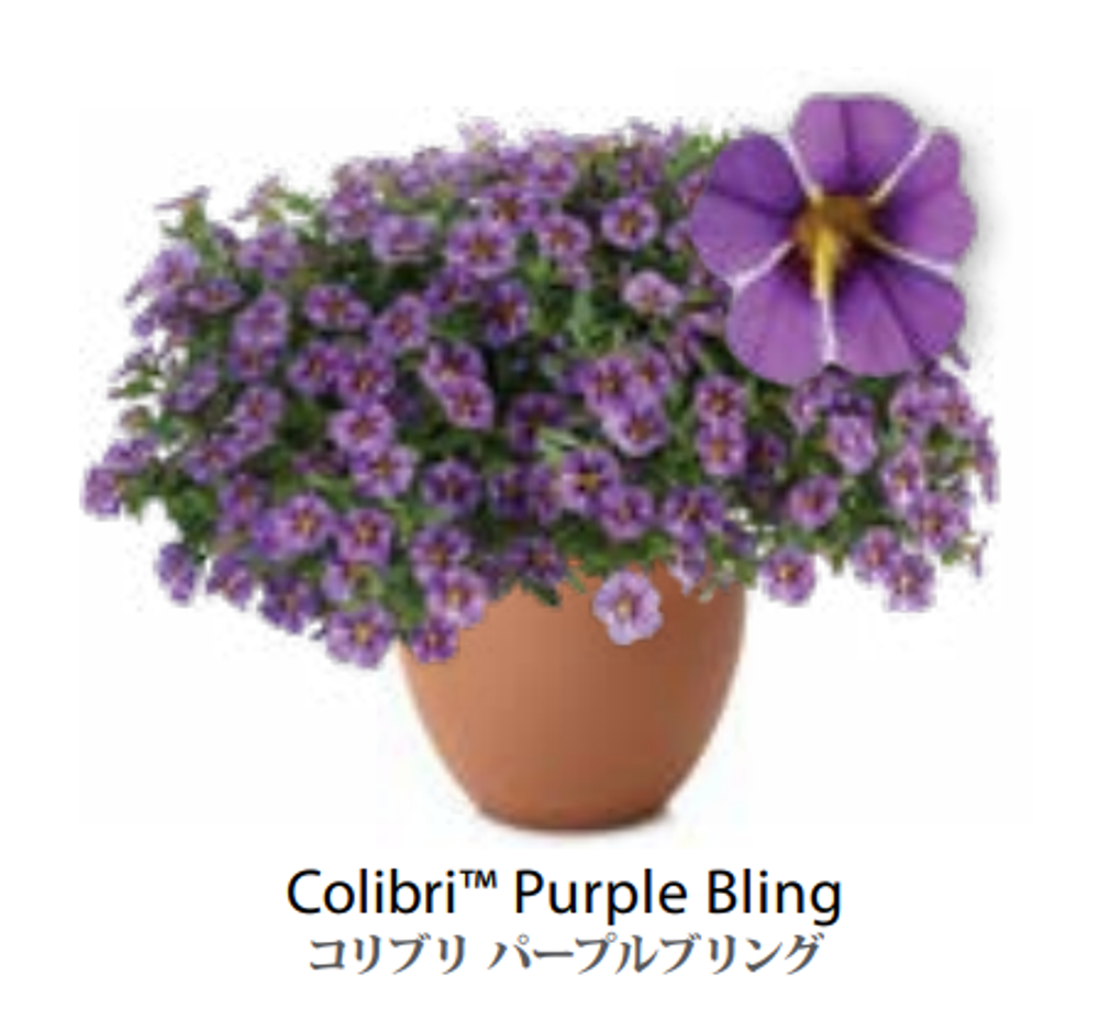 ЕВРО Calibrachoa Colibri Purple Bling укорененный черенок ноябрь