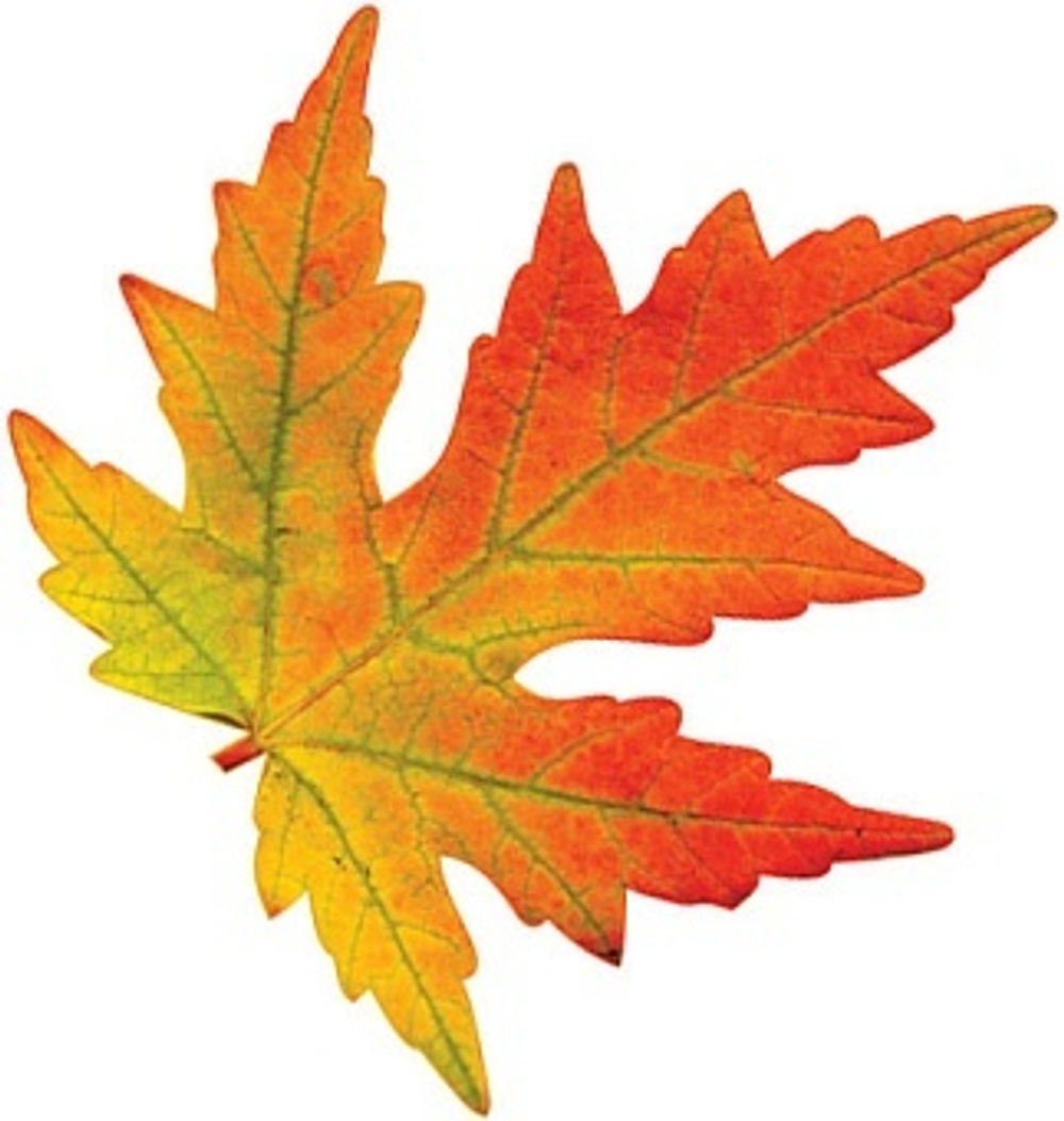 Украшение на скотче Осенний набор, Кленовый лист, 24*25 см, 10 шт.