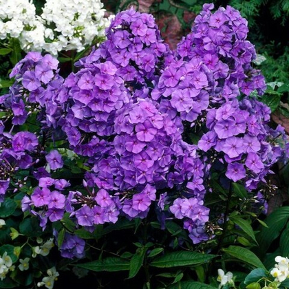 Флокс метельчатый Аметист