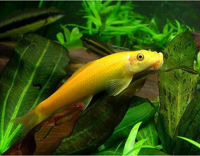 Гиринохейлус Золотой