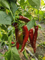 Веридор F1 семена перца ( Yuksel Tohum / )