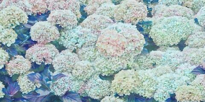 Фреска Applico, коллекция Flora