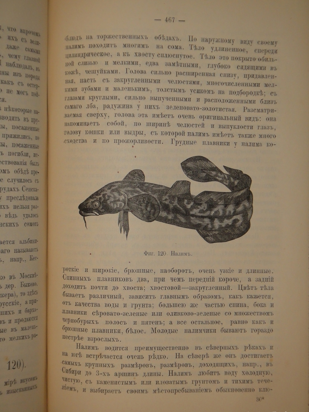 "Аквариум любителя. Подробное описание флоры и фауны аквариума, устройство аквариума, уход за ним и пр.". Н.Ф.Золотницкий. 1890г.