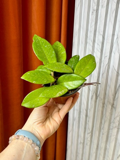Хойя Карноза, D10см Н15см, 1шт, Urban Jungle