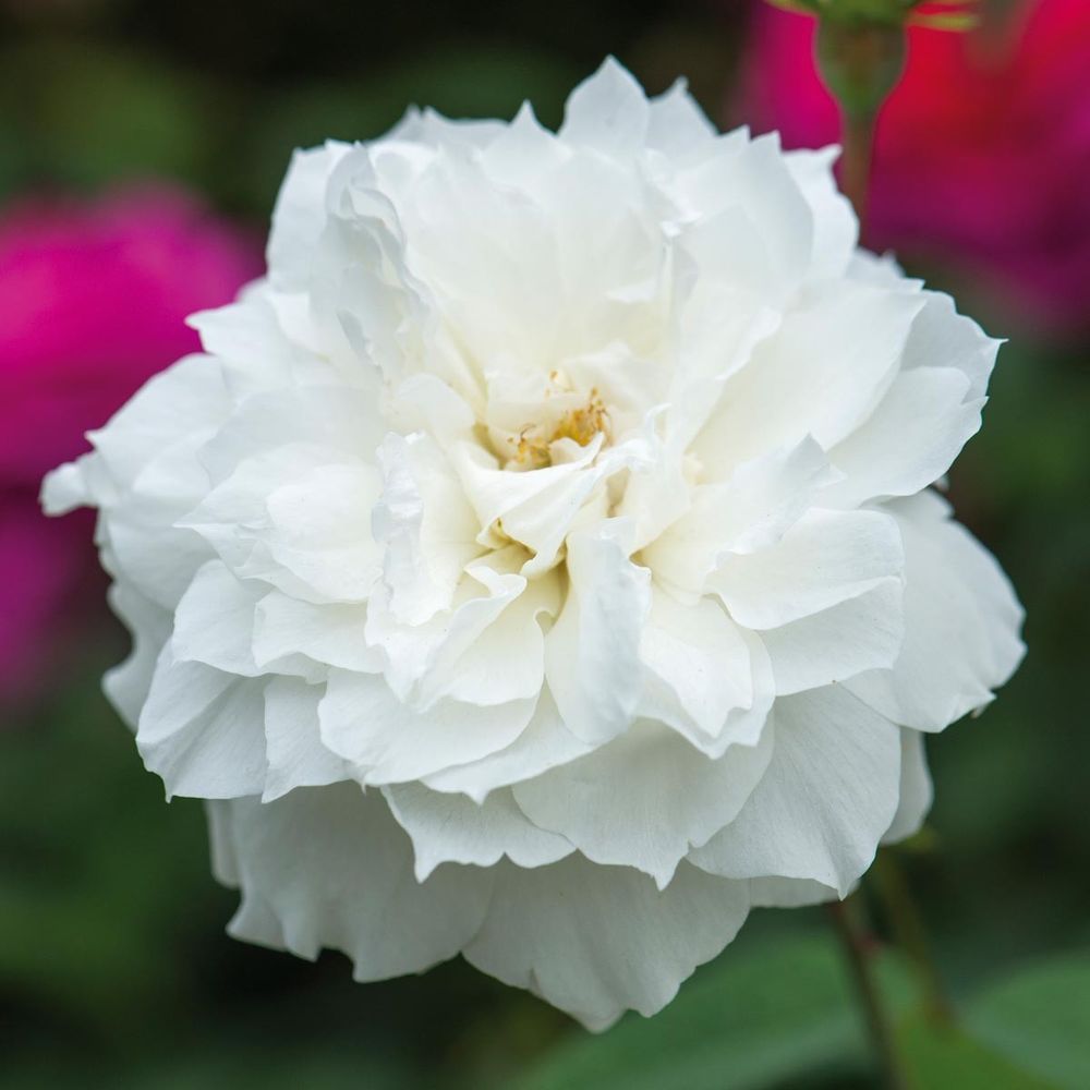 Сьюзен Уильямс-Эллис (Susan Williams-Ellis)