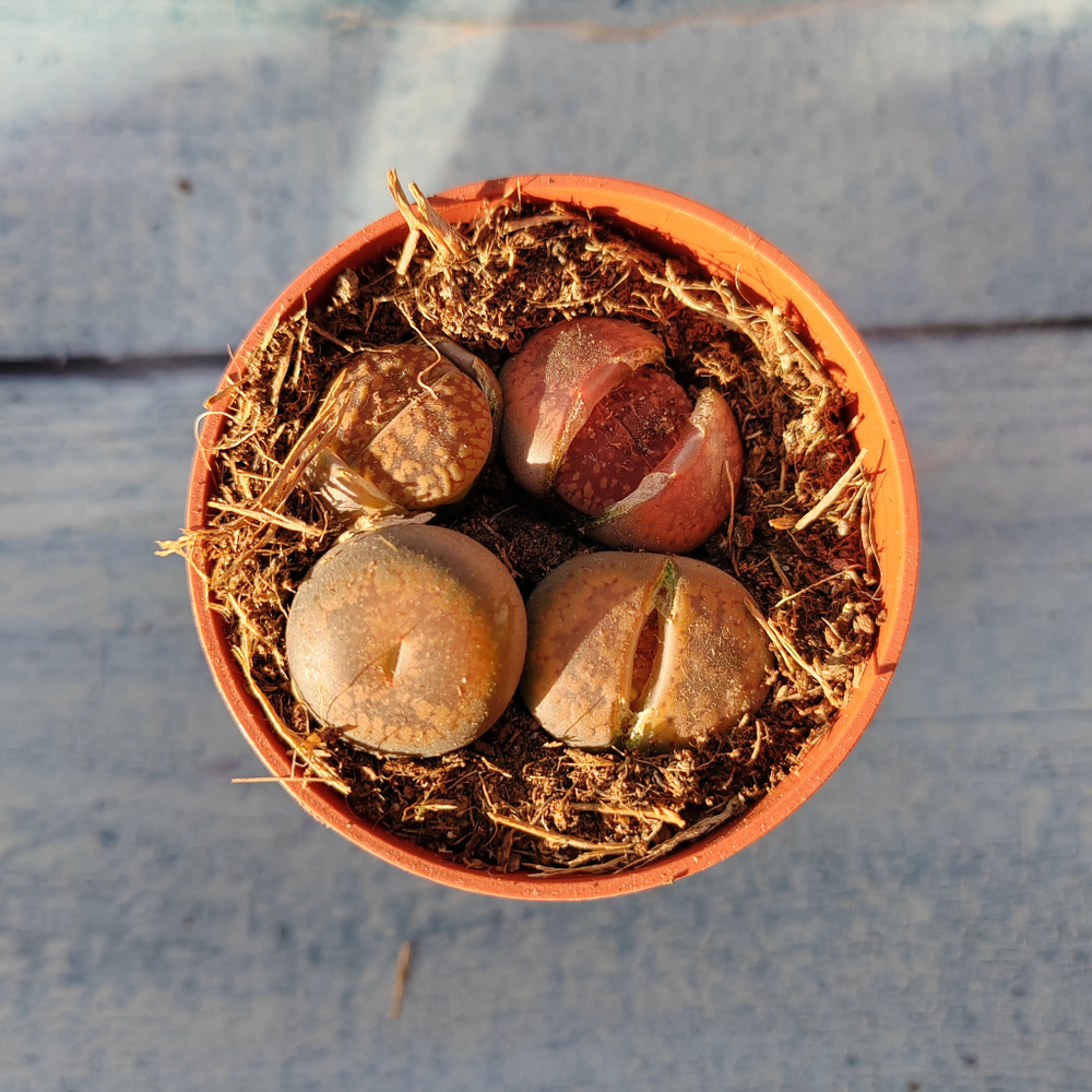 Lithops sp. (Литопсы)