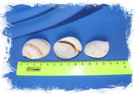 Ракушки Мамилла фиброса