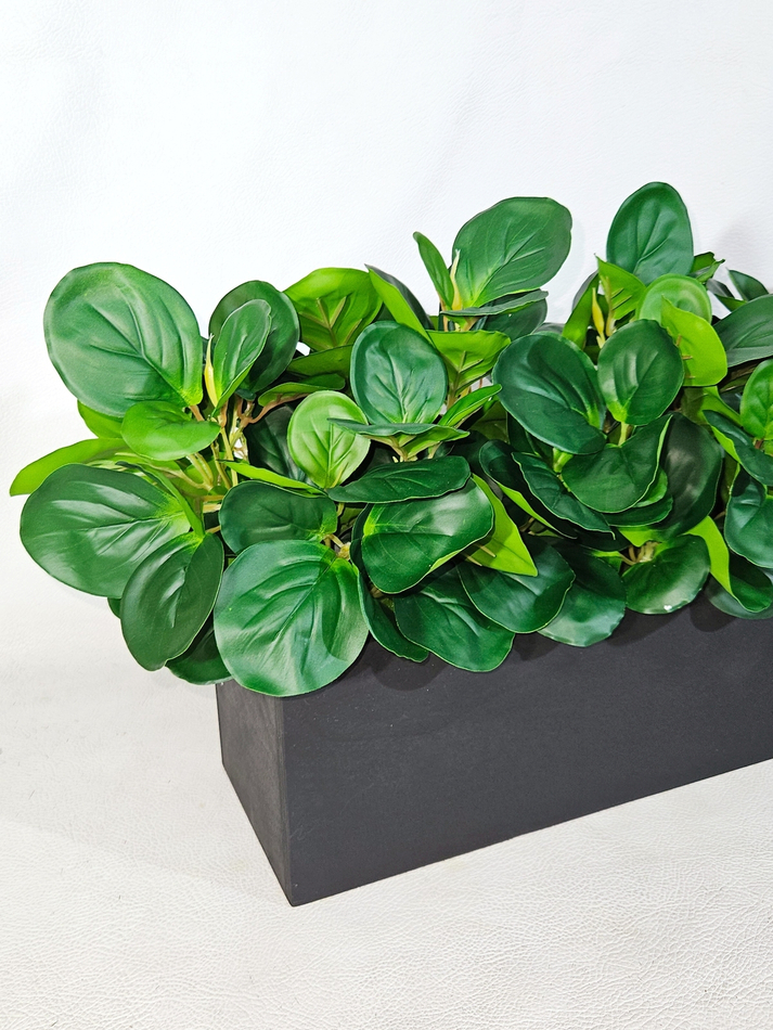 Пеперомия зеленая 60см в длинном деревянном ящике