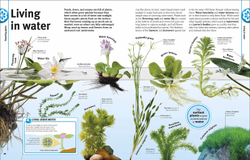 Trees, Leaves, Flowers and Seeds: A visual encyclopedia of the plant kingdom
