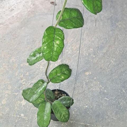 Хойя VILLOSA KHAO DANG