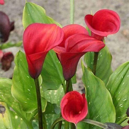 Калла Калифорния Рэд (2 шт) Волжский Сад