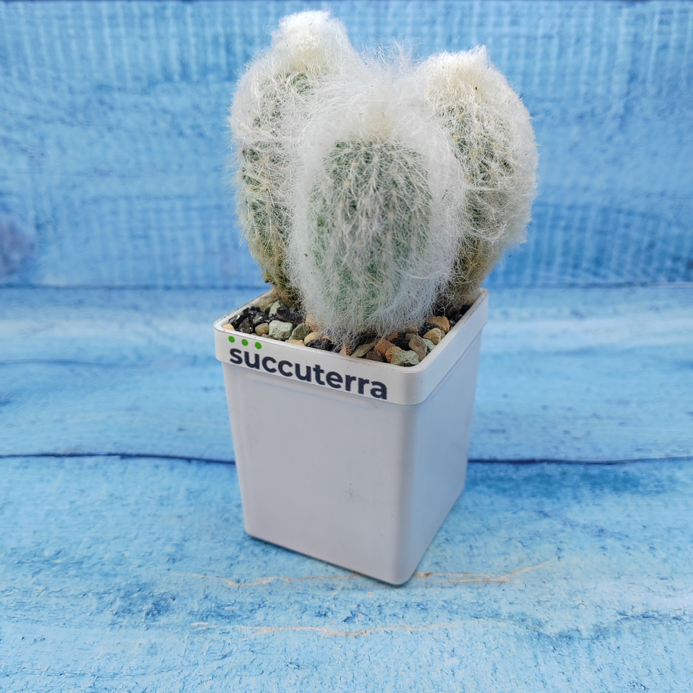 Espostoa Melanostele (Эспостоа)