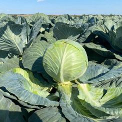 ТАЙФУН F1 семена капусты белокочанной (Bejo | Alexagro)