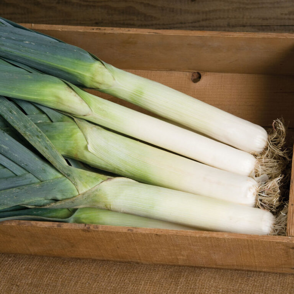 Семена Лук порей Осенний красавец 1г