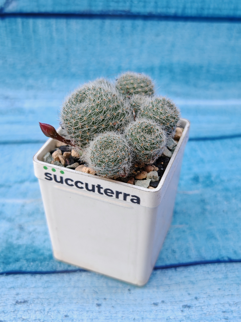 Rebutia Sunrise (Ребуция)