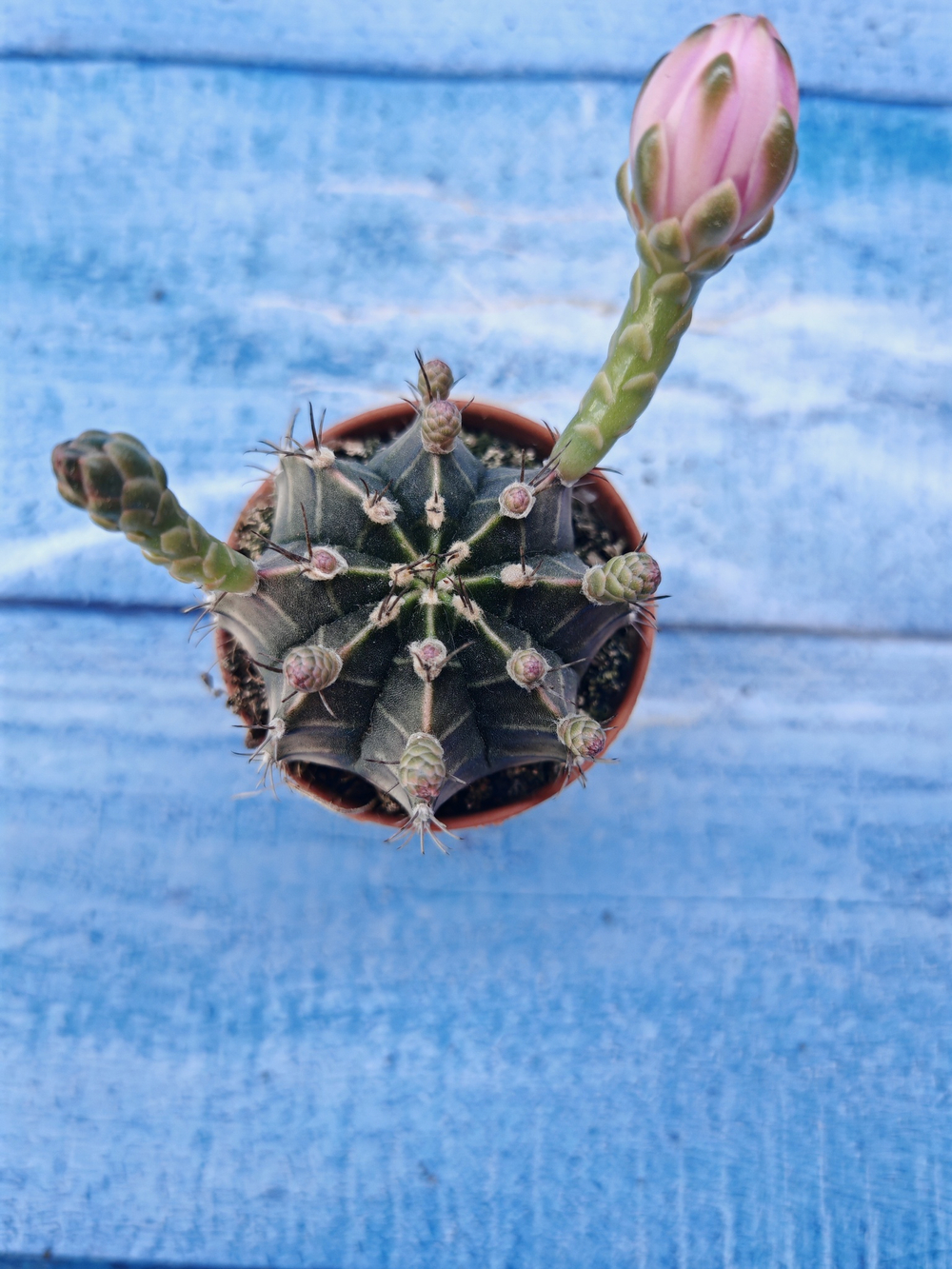 Gymnocalycium Friedrichii (Гимнокалициум)