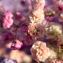 Букет из гипсофилы S