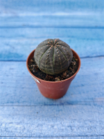 Euphorbia Obesa (Эуфорбия)