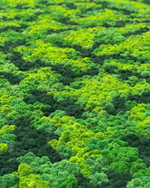 21.12. Зеленая стена из стабилизированного мха ягеля.