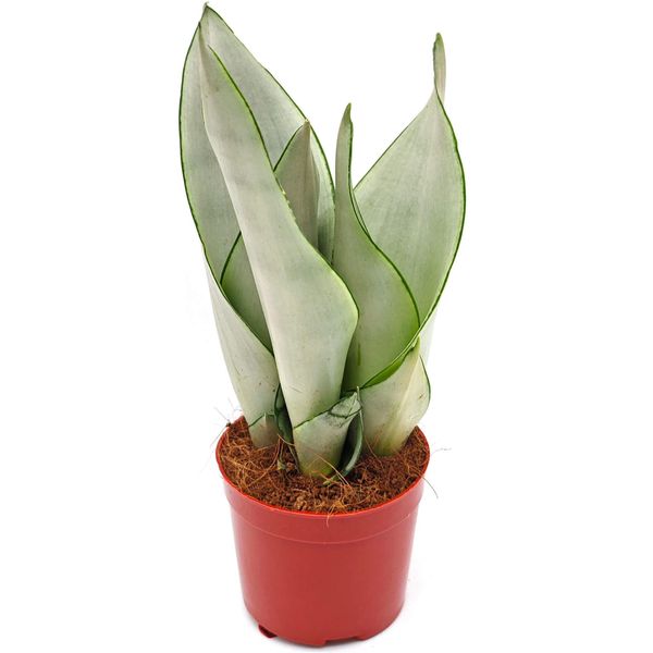 Сансевиерия Муншайн