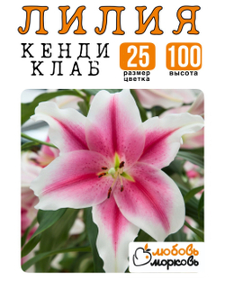 Лилия Луковица, Кенди клаб, ОТ-гибрид, 1 шт