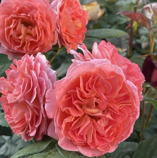 Роза Нотр Дам дю Розер (Шраб)