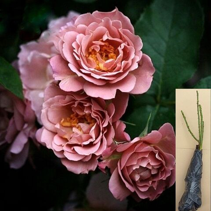 Роза Лавендер Пиноккио флорибунда саженец с ОКС