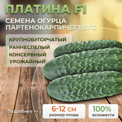 ПЛАТИНА F1 семена огурца (Nunhems | Alexagro)