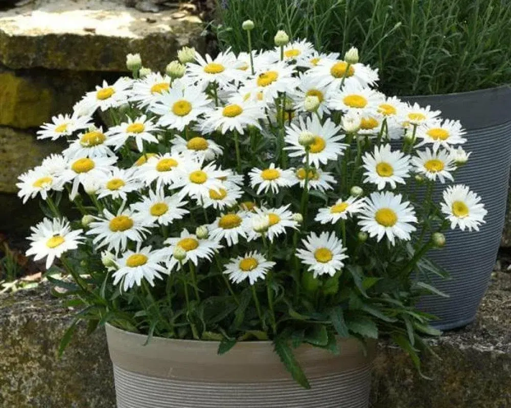 Нивяник Мадонна Р9 Закупка М36 получение май-июнь 2026