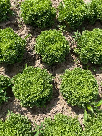 Лалик семена салата айсберг Rijk Zwaan-Райк Цваан отзывы