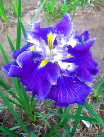 Ирис Мечевидный Фростед Интриг