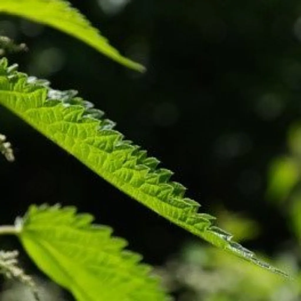 Крапива двудомная