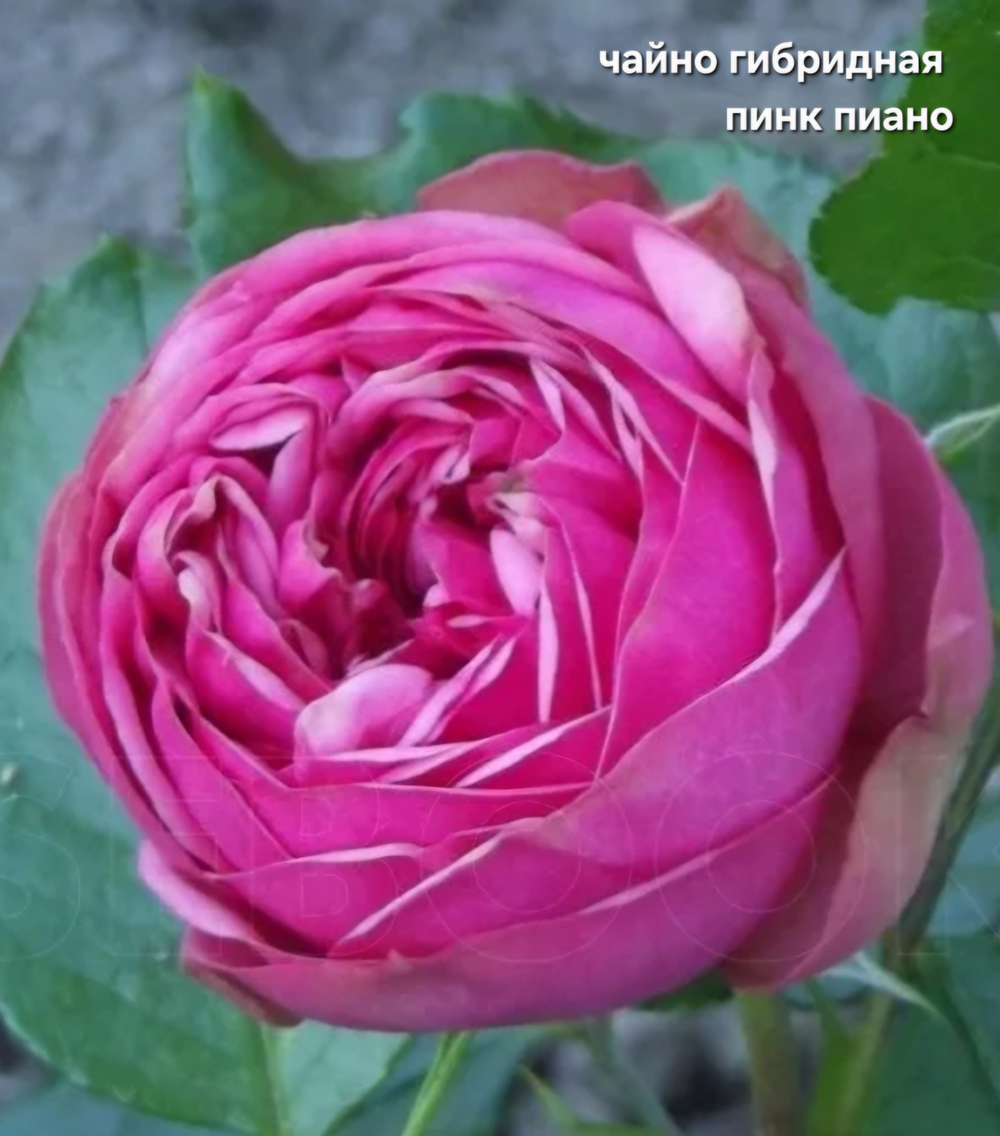 Саженцы роз чайно гибридная ПИНК ПИАНО