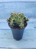 Gymnocalycium Mihanovichii (Гимнокалициум)