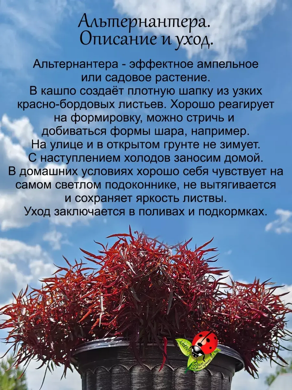 Альтернантера ампельная красная