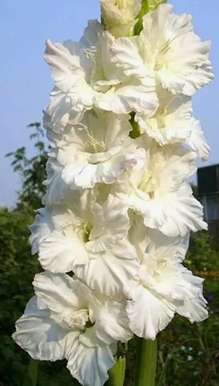 Гладиолус крупноцветковый Святой Дмитрий Солунский луковица март 2026