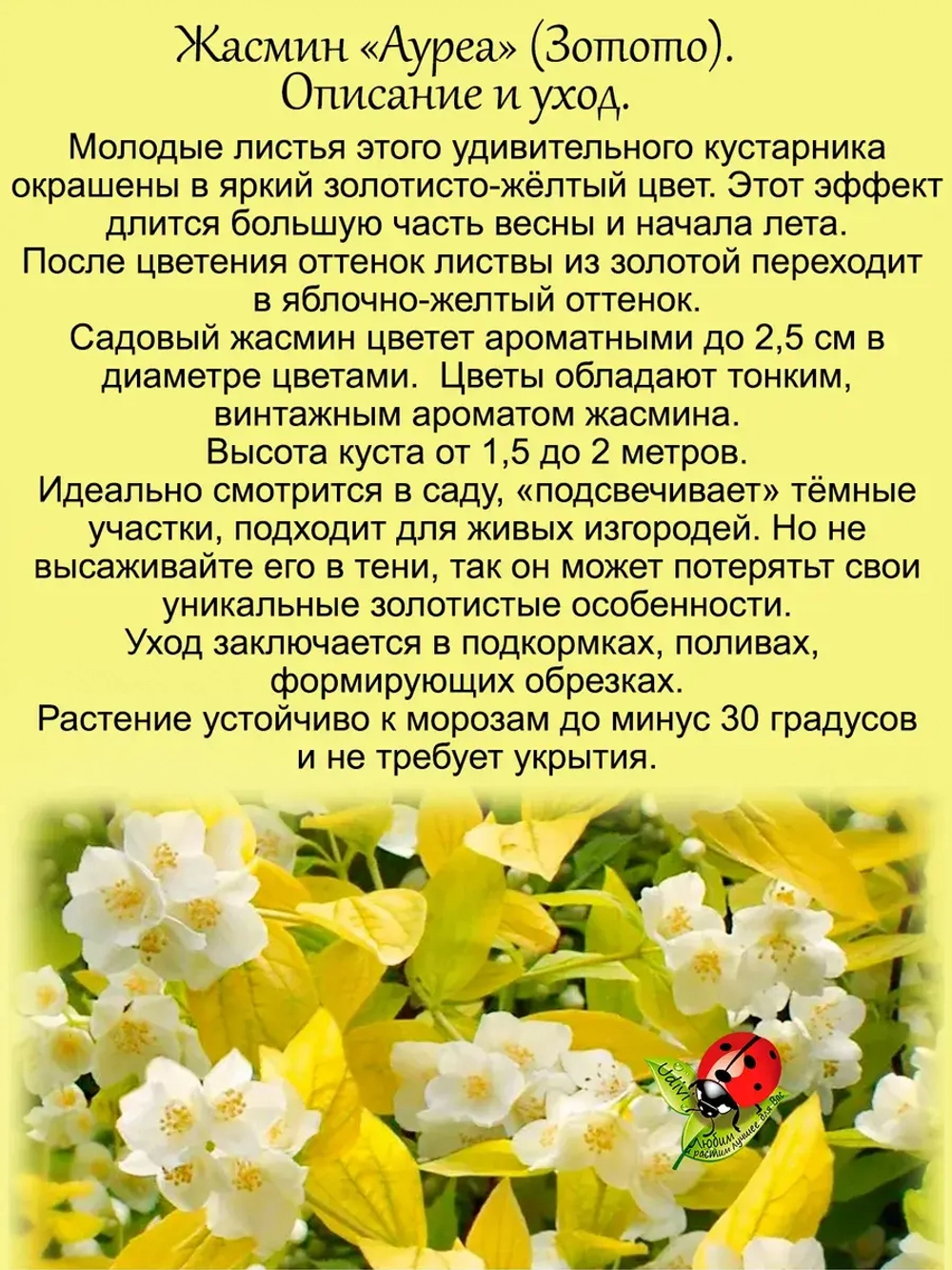 Жасмин Ауреа садовый чубушник Золото
