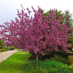 Яблоня декоративная Хелена