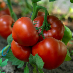 АГИЛИС F1 семена томата (Enza Zaden | Alexagro)