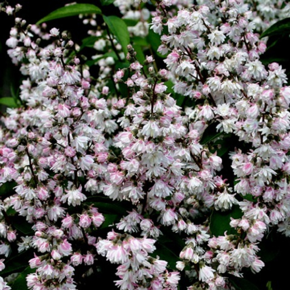 Дейция шершавая Плена