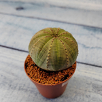 Euphoria Obesa (Эуфорбия)
